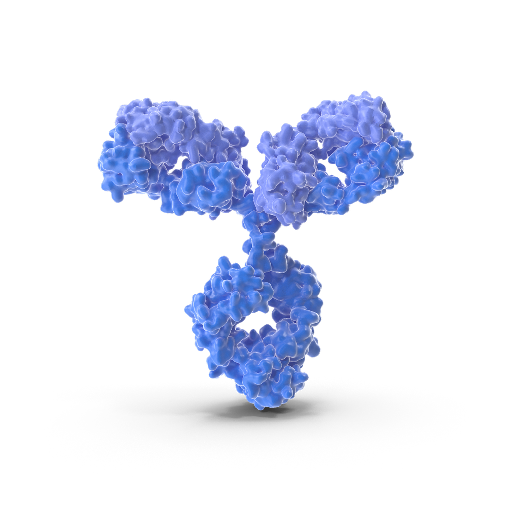 TWIST1 antibody - 100µg