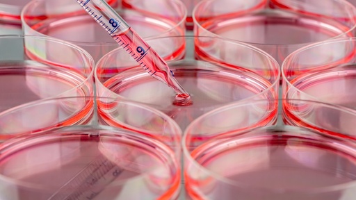 [SK-25CELL-140] Chinese Hamster X Mouse B Lymphocyte Hybridoma