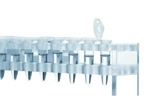 [BOC-0386-05] Rat Prostate cDNA